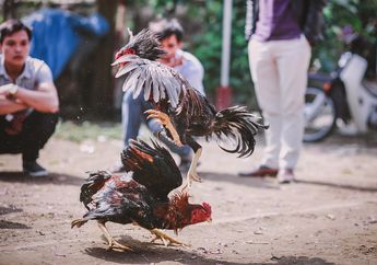 Belum Sempat Diadu, Ayam Ini Lepas dari Tangan dan 'Serang' Pemiliknya hingga Tewas