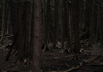 10 Kucing Mati di Sebelah Jasad Pemiliknya, Makhluk-makhluk Ini Terekam 'Mengacak-acak' Kuburan, Inikah yang Akan Terjadi Juga Pada Jasad Anda Nanti?