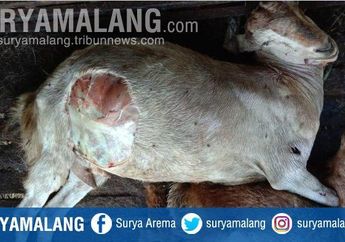 Jarak Kandang dengan Rumah Bisa 2 Kilometer, Warga Pacitan Kaget saat Temukan Kambingnya Sudah Mati Tercabik-cabik Hewan Buas