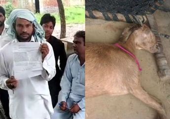 Keji! Kambing Betina Hamil ini Mati Setelah Diperkosa 8 Pria, Perilaku Seks Menyimpang yang Melibatkan Hewan Bisa Terjadi Sejak Kecil