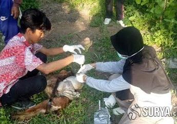 43 Ekor Kambing Mati Secara Misterius, Dinas Pertanian Pacitan Pasang CCTV dan Lakukan Uji Lab