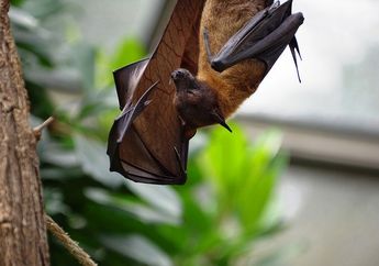 Arti Mimpi Kelelawar, Ternyata Bisa Jadi Pertanda Baik dan Buruk Tergantung Hal Ini, Simak Penjelasannya