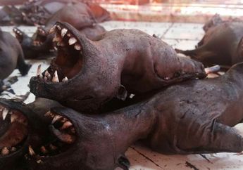 Disebut Mirip dengan Tempat Virus Corona Berasal, Beginilah Pemandangan Ekstrem di Pasar Tomohon, Sulawesi, Lihat Foto-fotonya Ini