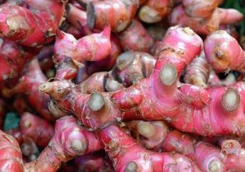 Cuma dengan Jahe Merah, Kamu akan Mendapat 7 Keajaiban Ini pada Tubuh, Ssst..&nbsp;Bisa Meningkatkan&nbsp; Gairah Seksual Loh!