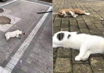 Kucing-kucing dan Anjing di China Dilempar dari Jendela hingga Mati, Pemiliknya Takut Tertular Virus Corona yang Sudah Menginfeksi 11.000 Orang, Bagaimana Kebenarannya?
