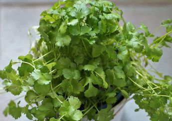 Menunda Keriput di Wajah hingga Atasi Masalah Jerawat, Ini Manfaat Daun Ketumbar untuk Kecantikan Kulit, Begini Cara Menggunakannya!