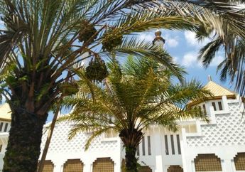 Telah Jadi Fosil Selama 2000 Tahun, Biji Kurma Ini Berhasil Ditanam Dan Berbuah, Ternyata Jenis Kurma Paling Terbaik Sedunia!