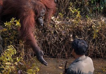 Foto Menyentuh Hati! Ketika Seekor Orangutan Mengulurkan Tangan ke Pria yang Masuk ke Kolam Penuh Ular