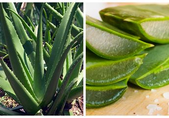 Jarang Diketahui, Inilah Cara Menurunkan Panas Tinggi dengan Lidah Buaya