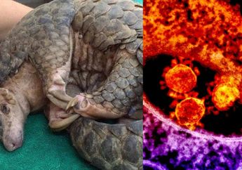 Tak Hanya Kelelawar dan Ular, Trenggiling Diduga Jadi Penyebar Virus Corona di Wuhan, Inilah 3 Fakta Binatang Bersisik yang Kini Terancam Punah