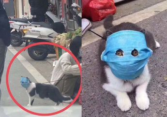 Seekor Kucing Tertangkap Kamera Mengenakan Masker di Tengah Maraknya Wabah Virus Corona, Apakah Kucing Juga Beresiko Terinfeksi Virus Mematikan Ini? Begini Kata Ahli