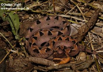 Kerap Membuat Korbannya Meninggal, Ini Deretan Ular Berbisa dan Berbahaya di Indonesia, Bukan Hanya King Kobra serta Weling, Ada yang Warnanya Samar Seperti Tahan