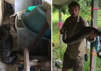 Dianggap Menyebarkan Infeksi Kurap, Seekor Kucing Diaruh di Luar Rumah, NamunUlar Piton Sepanjang 3 Meter Melahapnya Utuh: Dia Hanya Membunuh Tikus dan Mencintai Kita