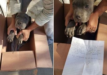 Pemilik Penampungan Hewan Ini Kaget saat Melihat Kardus yang Berisi Anjing tiba-tiba Berada di Depan Pintu, Di dalamnya juga Berisi Surat Memilukan dari Sang Pemilik