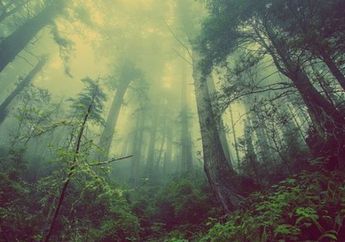 Pria Ini Menolak Mentah-mentahMengikuti Ritual 'Meminta Izin kepada Penunggu Rimba Amazon', yang terjadi Kepadanya Kemudian sungguh Mengerikan