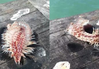 Dikira Rumput Laut, Makhluk Aneh Ini Kemudian Menggeliat, Ternyata Sangat Beracun dan Dapat Sebabkan Kesakitan yang Bertahan Berjam-jam Karena Sengatannya: Gerakannya Seperti Cacing