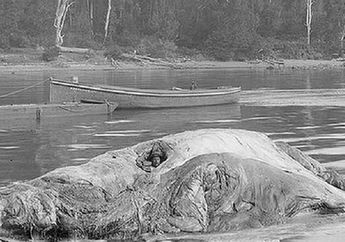 Dari Duduk di Dalam Bangkai Paus hingga Sengaja Digigit Nyamuk Malaria, Inilah 5 Praktik Medis Zaman Dulu yang Mengerikan, Bikin Kita Bersyukur Hidup di Era Modern