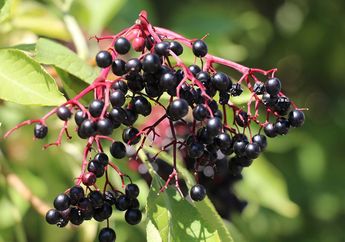 Bukannya Sehat, 5 Buah Ini Ternyata Paling Mematikan di Dunia. Sering Kita Makan!