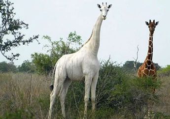 Satu-satunya Jerapah Bule yang tersisa di Muka Bumi Ini, ternyata ada Cerita Pilu Dibaliknya