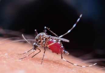 Arti Mimpi Digigit Nyamuk, Ternyata Jadi Pertanda Hal Ini, Simak Penjelasannya