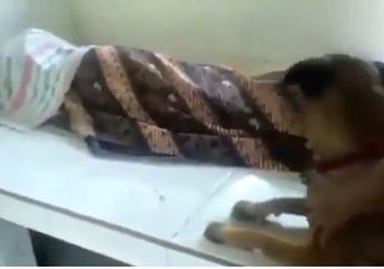 Majikannya Pergi untuk Selama-lamanya, Anjing Malang Ini Tertangkap Kamera Tarik-tarik Kain Jarik Penutup Jenazah, Usahanya Bangunkan Tuannya yang Sudah Terbujur Kaku Sungguh Memilukan
