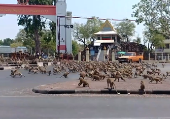 Ratusan Monyet Ini Tak Hanya Meneror Kota Tapi Juga Saling Kelahi Berebut Makanan Satu Sama Lain, Warga: 'Mereka Lebih Mirip Anjing Liar Daripada Monyet'