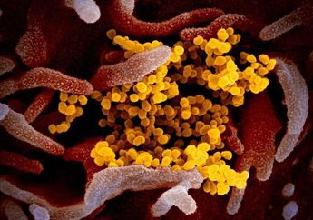 Ini Penjelasan Pakar Mengenai Asal Muasal Covid-19, Bukan Senjata Biologis Atau Virus dari Kelelawar