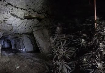 Inilah Kebun Ganja Tersembunyi yang Disebut sebagai Salah Satu Terbesar di Dunia, Awal Mula Terbongkarnya Gara-gara Hal Sepele