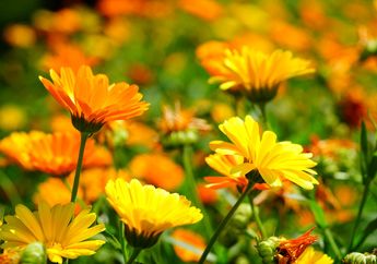 Berwarna Cerah dan Cantik, Ini Cara Menanam Bunga Marigold dari Benih