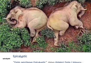 Tenggak 30 Kilo Minuman Keras, Gajah-Gajah Ini Teler di Kebun Teh