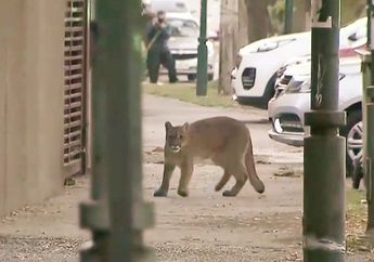Sementara Kota Sedang Dikarantina Karena COVID-19, Seekor Puma Liar Tertangkap Kamera Berkeliaran di Jalanan Umum: Mereka Biasanya Hewan Pemalu