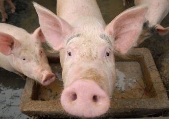 Pabrik Pengolahan daging babi: Cerita yang   Belum Terungkap di Balik Pusat Wabah Covid-19 terbesar di  Amerika