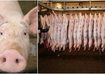 Ciptakan 'Babi Super' Sebesar Mungkin yang Kebal Penyakit dan Lebih Berat Daripada Beruang Kutub, Begini Kabar Terbaru Garapan China Tersebut