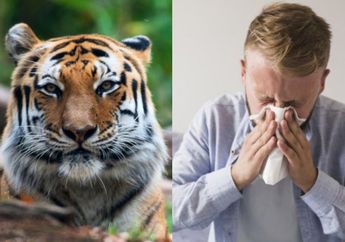 Terbantahkan, Teori Virus Corona Berasal Dari Hewan Liar Dipelajari Ulang Setelah Seekor Harimau Terinfeksi Covid-19 Dari Pawangnya