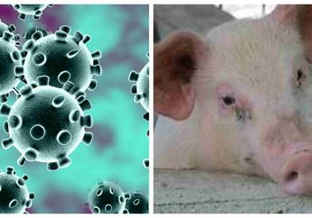 Baru Sedikit Aman dari Covid-19, China Terancam dengan Munculnya Wabah Baru yang Berasal dari Babi, Sudah 298 Babi Terkontaminasi