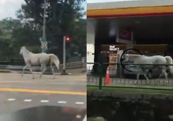 Satu Kota Sepi Kena Lockdown, Kuda Ini Kabur dari Kandang dan Asyik Jalan-Jalan Santai di Daerah Bukit Timah