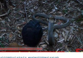 Seolah Mengenali Panji Petualang, King Kobra Gagara Muncul Sendiri dan Menghampiri saat Dijenguk