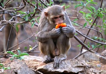 Lihat Monyet Mainkan Layang-layang, Netizen: Evolusi Terjadi Cepat karena Lockdown!