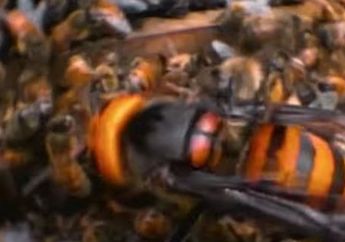 'Rekaman Horor' Ungkap Tawon Raksasa Asia Membunuh 30.000 Lebah Madu Sekaligus dengan Mengiris Kepalanya: 'Cukup Satu Tawon untuk Membunuh 300 Lebah'