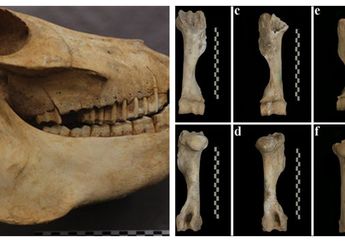 Tengkorak Keledai Ditemukan di dalam Makam Perempuan Bangsawan Tiongkok yang Meninggal Sekitar 2000 Tahun Lalu, Ternyata Bukan Sembarang Keledai