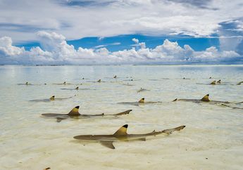 Hiu Karang Aldabra