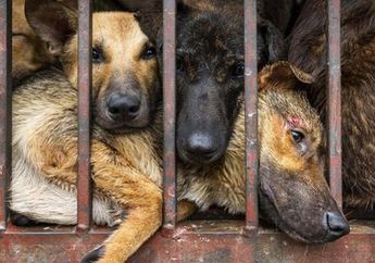 Dilarang karena Disebut Jadi Awal Penularan Corona, Dokter di Daerah Ini Justru Sarankan Orang Konsumsi Daging Anjing dan Kucing untuk Lawan Corona