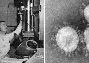 Tak Banyak Orang Tahu! Ternyata Virus Corona Sudah Ditemukan Sejak Tahun 1965, Latar Belakang Penemunya Anak Sopir Bus yang Putus Sekolah