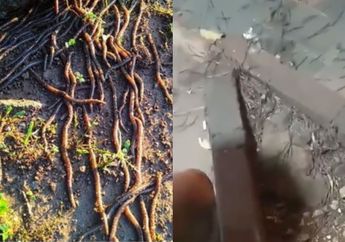 Fenomena Langka, Ribuan Cacing Keluar dari Tanah di Solo dan Klaten, Ahli Sebut Ada Hubungannya dengan Aktivitas Gunung Berapi