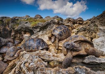 Kura-kura Aldabra