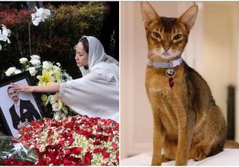 Seolah Rindukan Pemiliknya, Kucing Kesayangan Ashraf Sinclair Dikabarka Mati, BCL: Sering Digendong