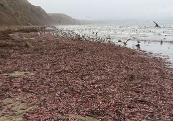 Penampakan Ribuan Makhluk Mirip Alat Kelamin Pria Berserakan di Pantai Mengagetkan Banyak Orang, Ternyata Begini Fakta di Baliknya