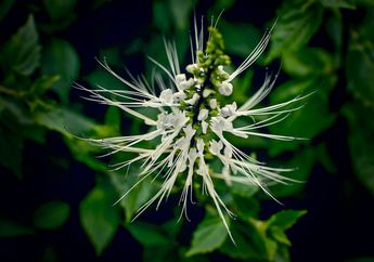 Bentuknya yang Mirip Kumis Kucing, ini Manfaat Tanaman Obat Kumis Kucing dari Atasi Masalah Berat Badan Hingga Radang Sendi