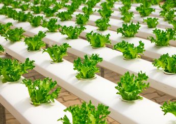 Jawaban Soal Bisnis Hidroponik Mainan Edukatif, Belajar dari Rumah TVRI 6 Mei 2020 untuk SMA Sederajat