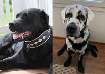 Ditakdirkan Berwarna Hitam Sejak Lahir, Bulu Anjing Ini Tiba-tiba Berubah Warna Menjadi Putih, Kok Bisa Luntur?